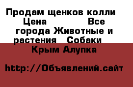 Продам щенков колли › Цена ­ 15 000 - Все города Животные и растения » Собаки   . Крым,Алупка